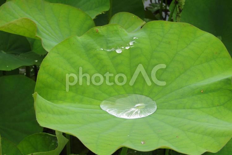 ハスの葉の上のしずくがきれい 雫,ハス,自然の写真素材