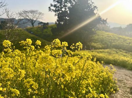 菜の花 木漏れ日 春 菜の花 木漏れ日 春の写真