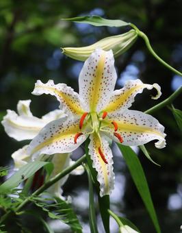 森にひっそり咲くやまゆりの花 森にひっそり咲くやまゆりの花の写真