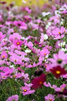コスモス畑３の写真