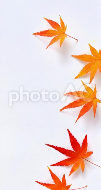 紅葉したカエデの葉ー⑨、もみじ 紅葉,カエデ,もみじの写真素材