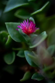 ハナツルソウ ハナツルソウの写真