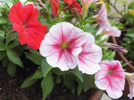 ペチュニア ペチュニア ペチュニア,花,ピンク色の写真素材