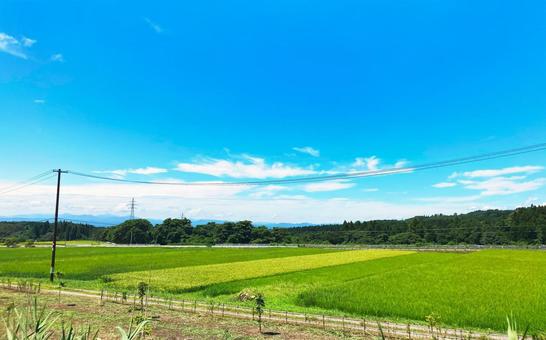 Photo, the countryside, paddy field, summer, 