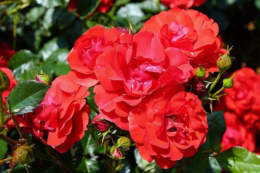 荒牧バラ園564　ツベルゲンフェー’09 兵庫県,荒牧バラ園,バラの写真素材