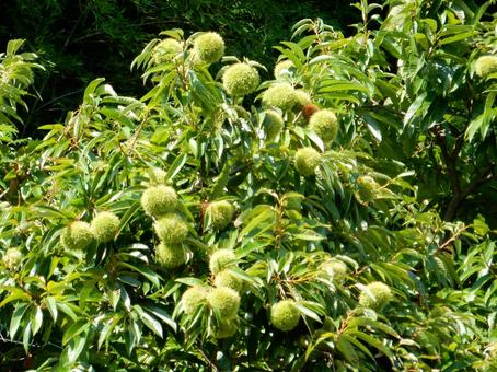 【植物写真】イガグリ(毬栗) 【植物写真】イガグリ(毬栗) イガグリ,毬栗,自然の写真素材