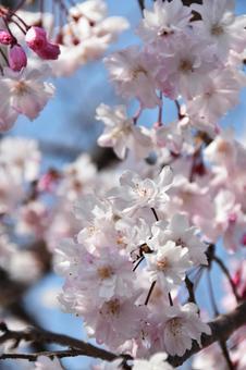 桜（枝垂桜・シダレザクラ） 桜,枝垂桜,花見の写真素材