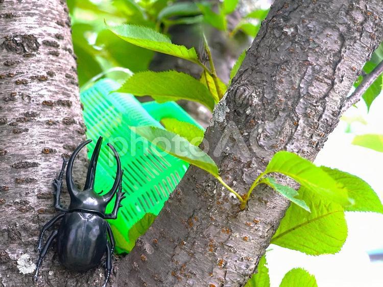 夏の樹木⑦ カブトムシ,木,夏の写真素材