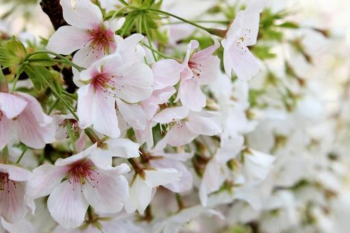 優しい薄紅色が可愛い桜の花 優しい薄紅色が可愛い桜の花 桜,さくら,花見の写真素材