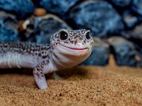 ヒョウモントカゲモドキのアップ ヒョウモントカゲモドキ,レオパ,レオパードゲッコーの写真素材