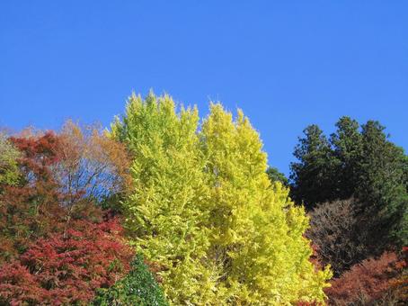 紅葉風景の写真