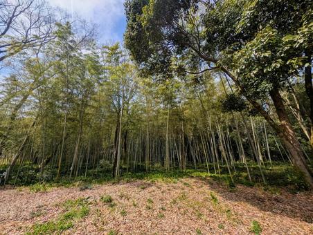 Beautiful blue sky and bamboo forest, JPG Beautiful blue sky and bamboo forest, JPG