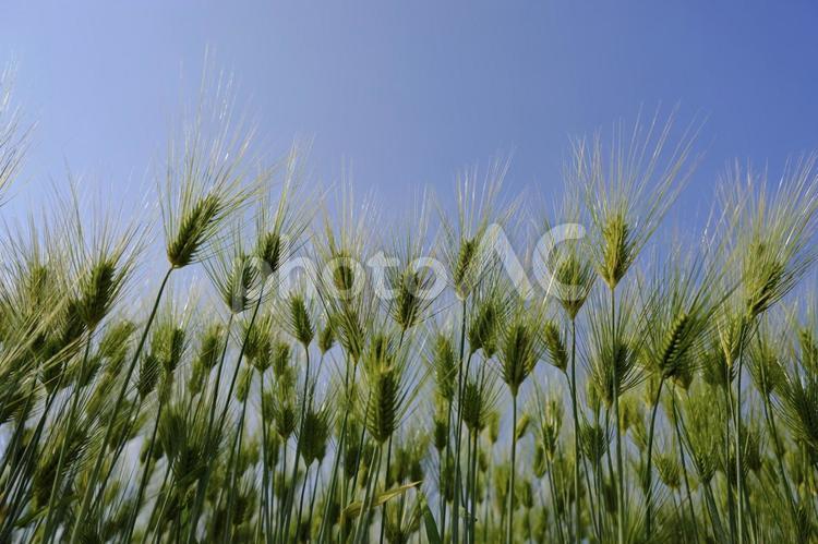 初夏の風物詩　美しい麦畑 風景,麦畑,麦の写真素材