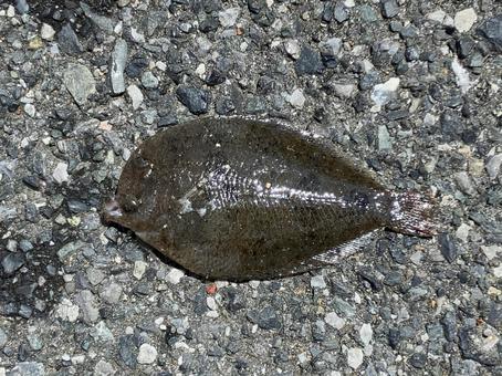 ヒラメ ヒラメ ヒラメ,魚,釣りの写真素材