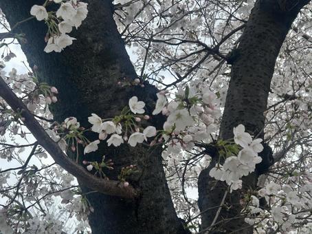 桜 桜 桜,さくら,サクラの写真素材
