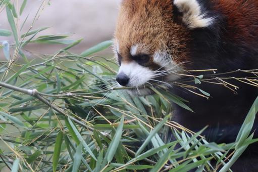笹を食べるレッサーパンダのアップ 笹を食べるレッサーパンダのアップ 笹,食べる,レッサーパンダの写真素材