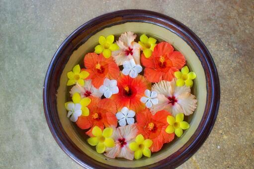 水面の花びらの写真素材｜写真素材なら「写真AC」無料（フリー