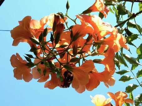 【花の写真】ノウゼンカズラ(凌霄花) 【花の写真】ノウゼンカズラ(凌霄花) ノウゼンカズラ,凌霄花,自然の写真素材