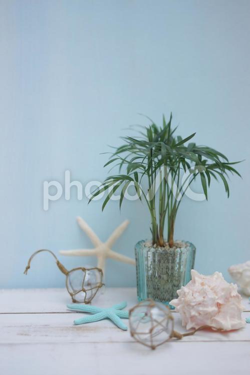 テーブルヤシ　夏のイメージ テーブルヤシ,アレカヤシ,夏の写真素材