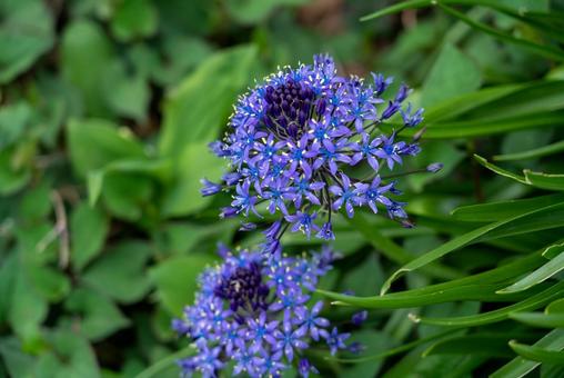 緑に映える青紫の花 花,植物,青の写真素材