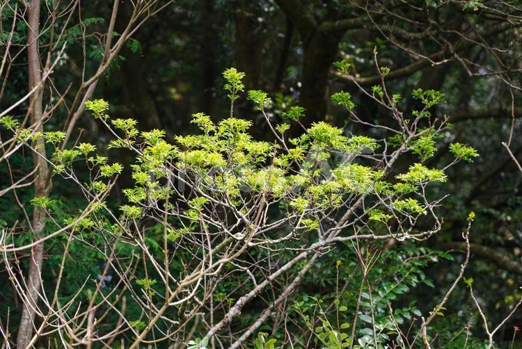 鬱蒼とした森の中で芽吹き始めた新葉 森,森林,高木の写真素材
