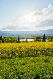 250504飯山市菜の花公園の写真