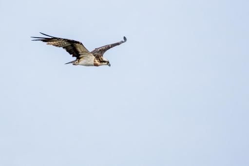 ミサゴ(117)の写真