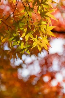 鮮やかな紅葉のクローズアップ_縦 鮮やかな紅葉のクローズアップ_縦 紅葉,もみじ,秋の写真素材