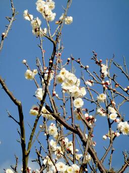 冬晴れの青空の下、開花した白梅 白梅,うめ,梅の木の写真素材