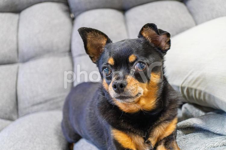 ソファに座る犬（チワワ・ミニピン） 犬,わんこ,ペットの写真素材