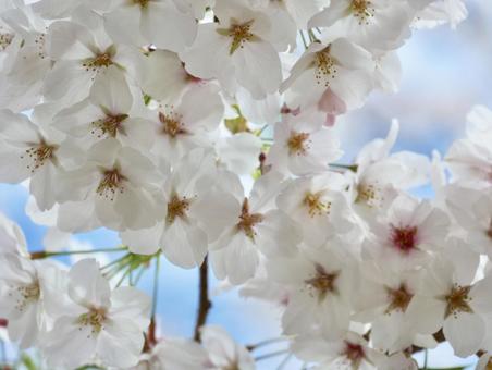 桜 桜の写真