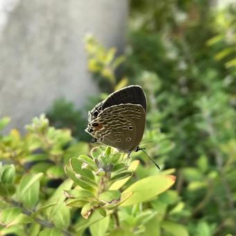 オジロシジミ (Okinawa) オジロシジミ (Okinawa)の写真