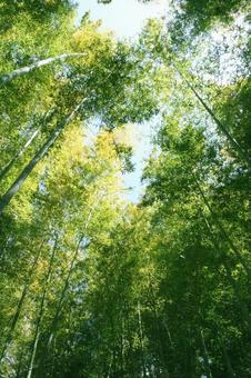 竹林を見上げる 竹林を見上げる 自然,緑,風景の写真素材