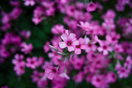 ピンクの花イメージ素材 ピンクの花イメージ素材 花,ピンク,カタバミの写真素材