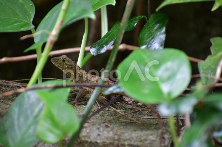 とかげ？ 自然,草,生き物の写真素材