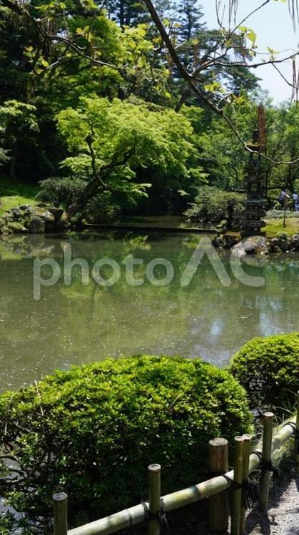 新緑と池 新緑,池,風景の写真素材