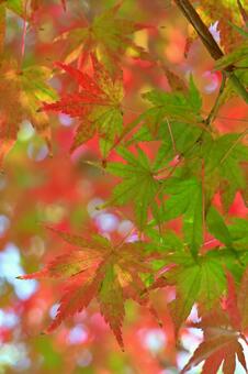 紅葉 紅葉,秋,葉の写真素材