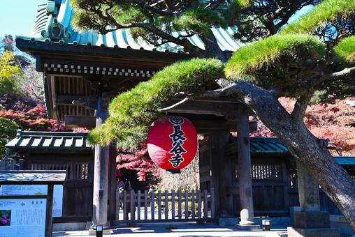 鎌倉_長谷寺 鎌倉,長谷寺,寺の写真素材
