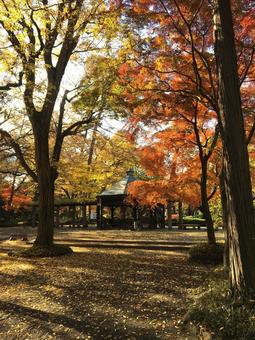 秋の井の頭自然文化園 秋の井の頭自然文化園 井の頭自然文化園,東京,吉祥寺の写真素材