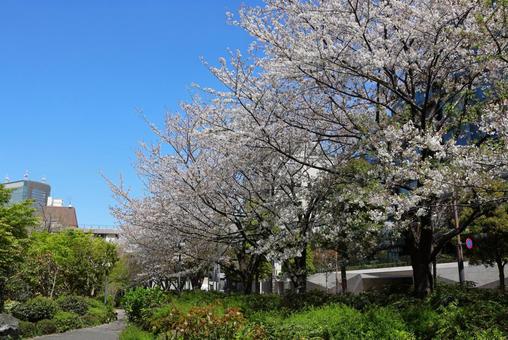 4月上旬の東京港区立檜町公園の桜 4月上旬の東京港区立檜町公園の桜の写真