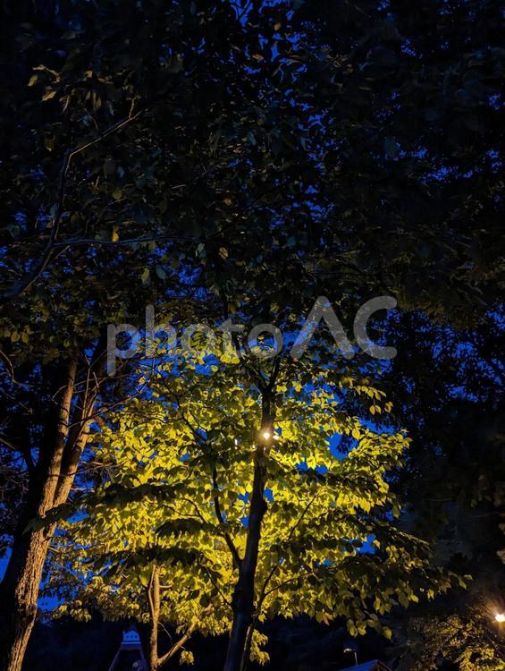 神秘的な木 影,明け方,外灯の写真素材