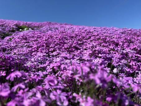 Heavenly flower field, JPG