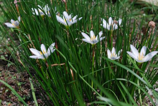 白い花・その3 白い花・その3の写真