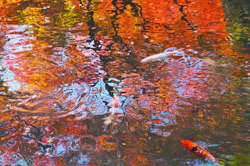 水面に写った紅葉の中を泳ぐ錦鯉 水面に写った紅葉の中を泳ぐ錦鯉 紅葉,錦鯉,魚の写真素材