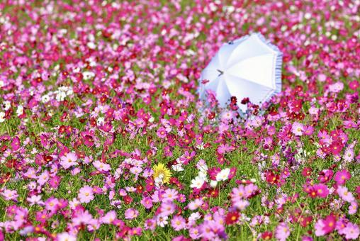 コスモス コスモス,秋桜,秋の写真素材