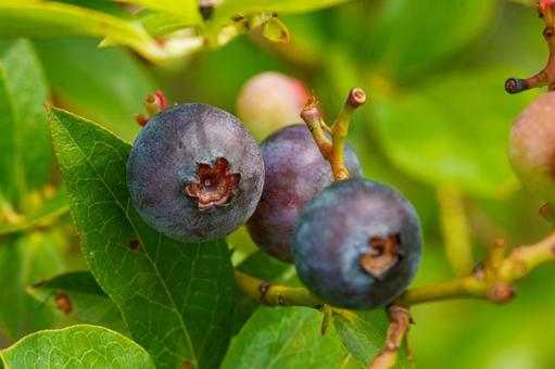 Blueberries ripe for eating, JPG