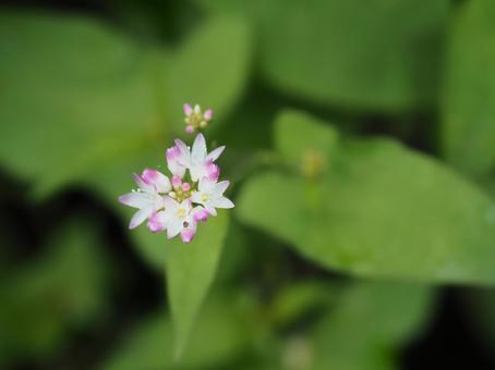 山野草・ミゾソバ 山野草・ミゾソバの写真