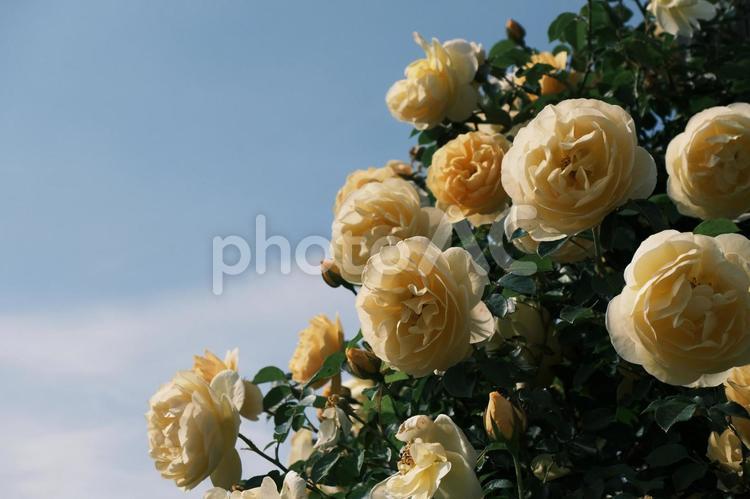 レモンイエローの薔薇 薔薇,花,黄色の写真素材