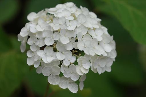 アナベル アナベル,花,装飾花の写真素材