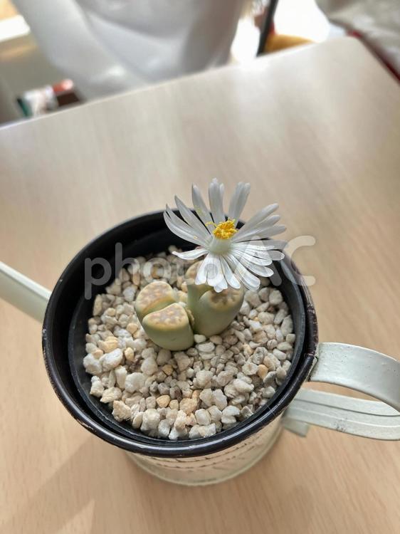 多肉植物 多肉植物,花,白の写真素材